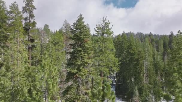 Dennenbomen in recreatiegebied van Sequoia National Park onder bewolkte skyline — Stockvideo