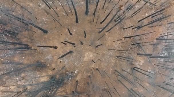 Vista superior sobre el suelo marrón quemado dentro del bosque de abeto en el parque — Vídeo de stock