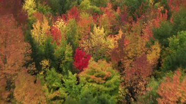 Sonbahar renkleriyle izole edilmiş, havadan çekilmiş doğal manzara.