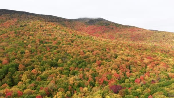 Kırmızı, sarı, turuncu ve yeşil yapraklı manzaralı sık ormanın hava görüntüleri — Stok video