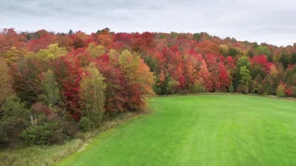 Zdjęcia lotnicze malowniczej zielonej łąki, otoczonej kolorowym lasem — Wideo stockowe