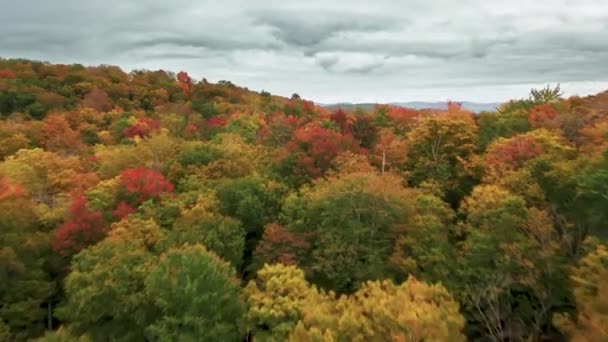 Bitkilerin canlı sonbahar renkleriyle mevsimlik manzara — Stok video