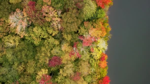 Вид с воздуха на кинематографическую, спокойную осеннюю природу с озером и лесом — стоковое видео