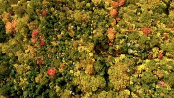 Вид с воздуха на живописную сельскую местность с красочной листвой — стоковое видео