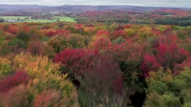 Красочные листья образуют красивые сезонные окрестности отдаленной сельской местности — стоковое видео