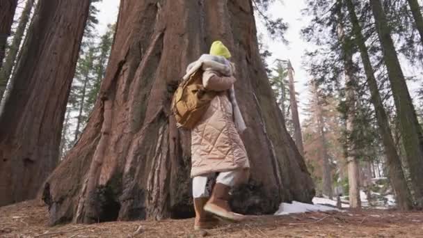 Slow motion Low angle traveler walking at largest tress in Sequoia National park — ストック動画