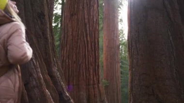 Gezgin blogcu dev Sequoia ağaçları arasında güzel dağ ormanlarında yürüyor