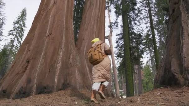 Concepto de ecoturismo en el Parque Nacional Sequoia, mujer con mochila senderismo USA 6K — Vídeos de Stock