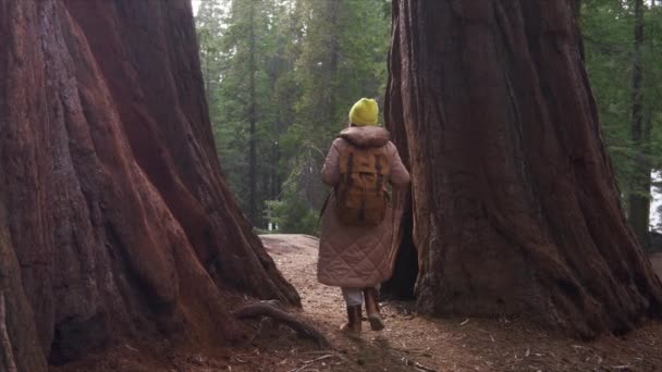 Camera volgende reiziger vrouw op reis of natuur avontuur in Sequoia bos — Stockvideo