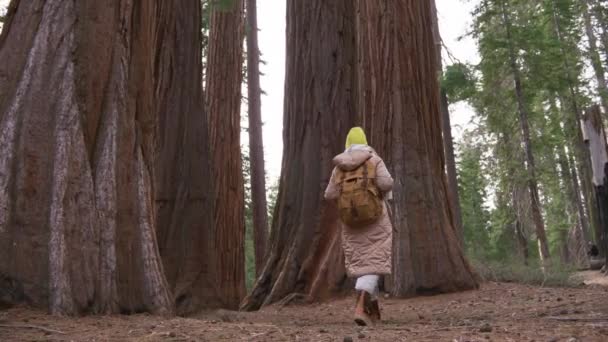 Viajero hembra con mochila senderismo en el bosque entre árboles rojos gigantes Sequoia — Vídeos de Stock