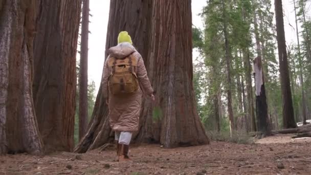 Concept d'éco-tourisme USA, Voyageur femelle avec sac à dos dans le parc Sequoia — Video