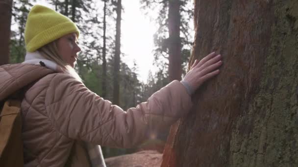 国立公園の珍しい赤セコイアの木の女性の手を触れ、樹皮を撫でる — ストック動画