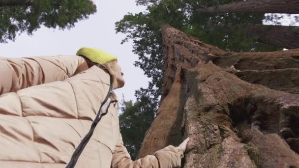 Vrouwelijke hand aanraken oude lange Sequoia boom, Vrouw aanraken rode Sequoia schors — Stockvideo