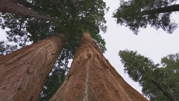 Redwood låg vinkel vy på molnig dag i Sequoia National Park, Kalifornien USA — Stockvideo
