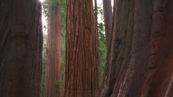 Sluneční svit s čočkou prostupující starým sekvojovým lesem Národní park Sequoia — Stock video