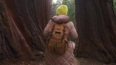 Yavaş çekim geri görüşlü gezgin dev antik kırmızı sekoya ağaçları arasında yürüyüş yapıyor.