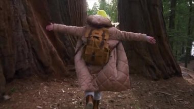 Dev kırmızı Sequoia ağaçlarında koşan turist çantalı mutlu yolcu.