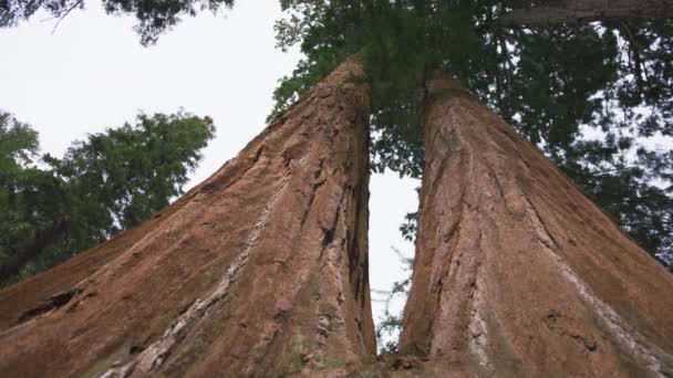 Αργή κίνηση γίγαντας κόκκινο δέντρο Sequoia χαμηλή γωνία θέα, Sequoia Εθνικό πάρκο 6K ΗΠΑ — Αρχείο Βίντεο