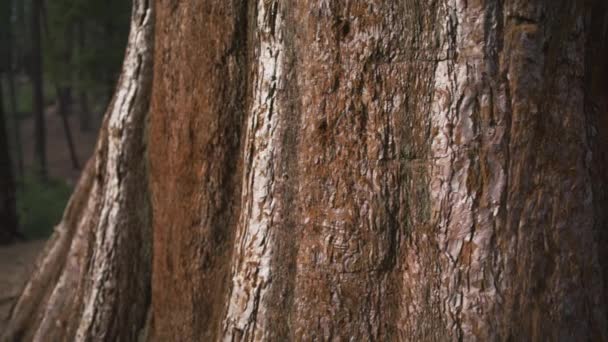 Kvinna som stödjer naturen palming jätte Sequoia röd stam 4K natur, Kalifornien — Stockvideo