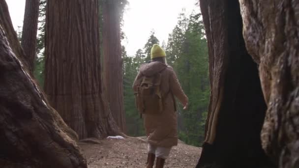 Slow motion bottom up traveller hiking between giant ancient red Sequoia trees — ストック動画