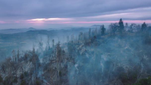 Dense smog denso sopra la foresta gigante sequoia sotto skyline mattina viola — Video Stock