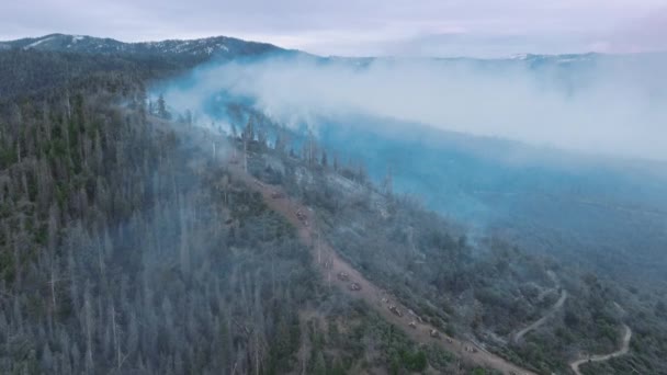 Aerial view of wildfire burn into groves of giant sequoia trees — ストック動画