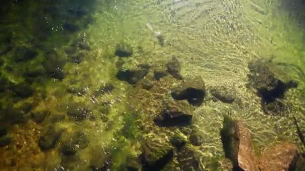 Kleiner Teich mit klarem Wasser an sonnigen Tagen, herrliches Süßwasser fließt in Bach — Stockvideo