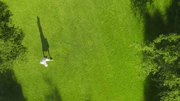 Overhead shot of woman in love walking happily by perfectly green lawn, nature — Video