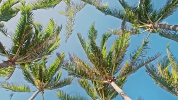 离岛海滩上令人惊奇的椰子树，4K慢动作，手掌在风中摇曳 — 图库视频影像