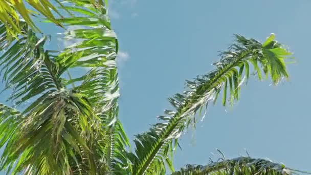 Tropiska palmer svajande i vinden på solig sommardag med blå himmel bakgrund 4K — Stockvideo