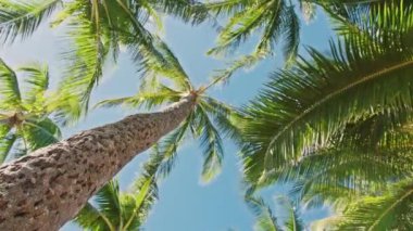 Dikey sosyal medya yaz görüntüleri tropikal hindistan cevizi palmiyesi rüzgarda sallanıyor.