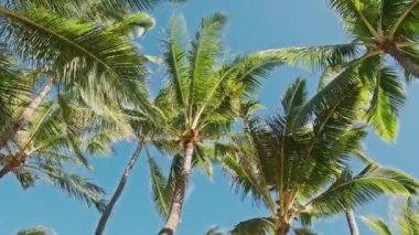 Yeşil adaya rüya gezisi, yaz günü dokunulmamış doğa, macera yolculuğu 4K