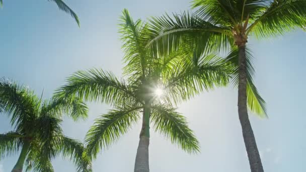 Piękny letni poranek w tropikalnym parku, promienie słoneczne przebijają się przez liście 4K — Wideo stockowe