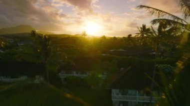 Manzaralı yeşil palmiye ağaçlarının üzerinde alçaktan uçan İHA sabah okyanus esintisinde sallanıyor. Kauai Hawaii adasında, tropikal yağmur bulutlarının altında gün batımında altın güneş parlıyor. 