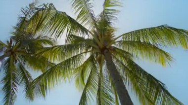 Mavi gökyüzünün altındaki palmiye ağaçlarının manzarası. Tropik Hawaii adasındaki plaj. Altın güneş ışığı altında palmiye ağaçları RED kameraya yavaş çekim yapar. Hindistan cevizi palmiyeleri alt görünüm. Mavi gökyüzü arka planında yeşil palmiye ağacı
