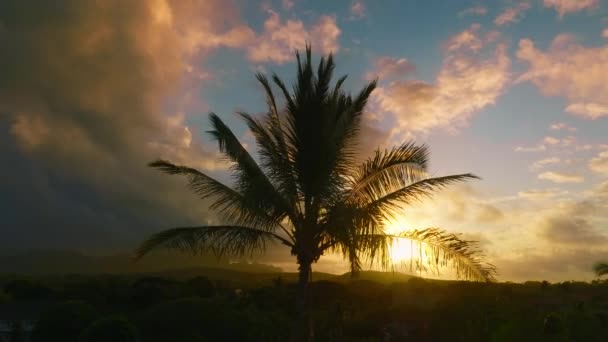夏威夷海滩在棕榈树4K下的电影日落 风景优美的棕榈树树冠的轮廓 迎风摇曳在美丽的晨空和日出的云彩之上 带有复制空间的浪漫日落背景 — 图库视频影像