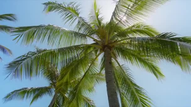 Palmbomen Bij Gouden Zonlicht Slow Motion Opname Rood Camera Kokospalmbomen — Stockvideo