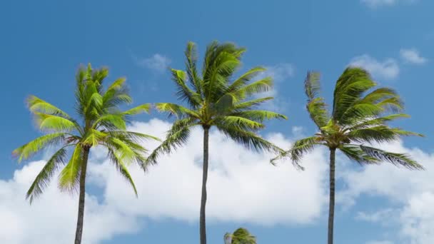 Tropische Inselaufnahmen Mit Drei Perfekt Gefilmten Grünen Palmen Sonnigen Sommerferientagen — Stockvideo