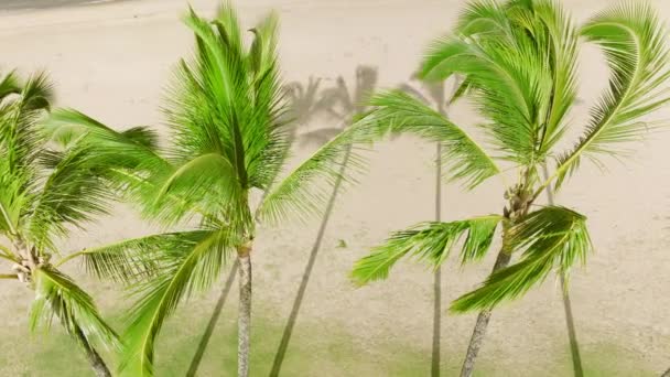 Slow Motion Close Bright Green Palm Tree Tops Slowly Waving — Stock Video