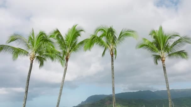 夏威夷 一排排高大美丽的棕榈树在晨风中缓缓摇曳 背景是日出的云彩 蓝水和空旷的金色沙滩 — 图库视频影像