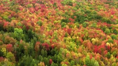 Doymuş sarı, kırmızı, turuncu, yeşil ağaç tepeli yoğun sonbahar ormanının sinematik canlı renkleri. Vermont, New Hampshire 'da güneşli bir günde İngiltere' nin Maine şehrinde sonbahar ormanlık alanı manzarası.
