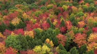 Vermont, New Hampshire, Maine of England eyaletlerinde güneşli bir günde sahne sonbaharı ormanlık alanı. Doymuş sarı, kırmızı, turuncu, yeşil ağaçlı yoğun sonbahar ormanının sinematik canlı renkleri 4K