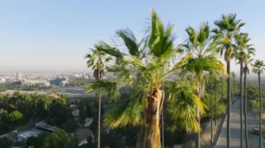 Los Angeles rüya şehri manzarası, havadan 4K yaz arkaplanı Kaliforniya. Sinema Los Angeles şehir merkezi manzarası manzaralı yeşil, uzun palmiye ağaçları altın günbatımı ışığında vurgulanıyor.