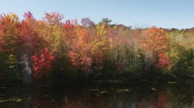 Güneşli sıcak bir günde güzel bir sonbahar manzarası. Parlak sarı, turuncu ve yeşil yapraklı renkli sonbahar ormanı durgun göl su yüzeyine yansıyor mavi gökyüzü 4K