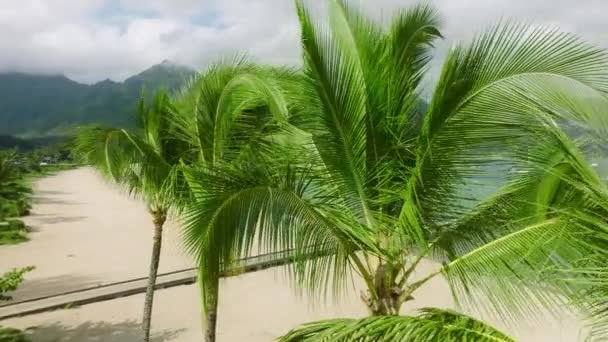 电影中 高大美丽的绿色棕榈树在清早的海风中缓慢地摇曳着 背景是青山 海湾是碧水和夏威夷空虚的金色沙滩 — 图库视频影像