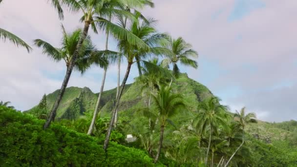 最好的椰子树棕榈树底部俯瞰 野生的考艾岛自然阳光灿烂的夏威夷岛 绿叶鲜绿 在山地背景的棕榈树下 抬头望去 是一望无际的树 — 图库视频影像