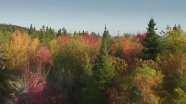 Drone, güneşli bir sonbahar gününde yaprakların üzerinde hızlı ve alçaktan uçuyor. Sinema B, ağaçların tepesinde renkli yapraklar sallıyor. Mavi gölde parlak kırmızı, sarı, turuncu ve yeşil ormanlık