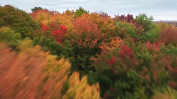 Cinematic Roll Tętniące Życiem Kolorowe Liście Jesieni Wierzchołkach Drzew Jasnoczerwone — Wideo stockowe