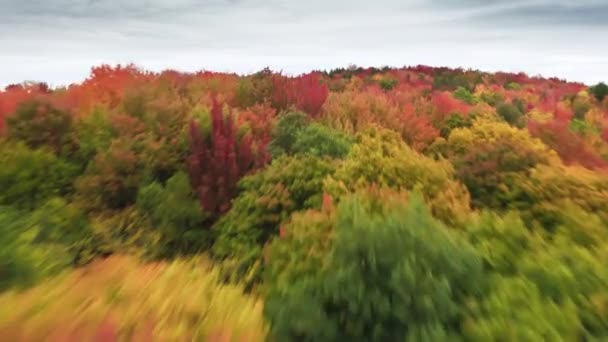 Яркие Красные Желтые Оранжевые Зеленые Лесные Пейзажи Беспилотник Летит Быстро — стоковое видео