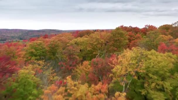 Luminoso Sfondo Rosso Giallo Arancione Verde Foglie Autunnali Drone Volare — Video Stock